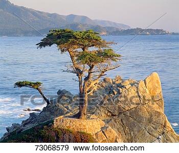 Stock Photograph - 'famous lone cypress 
along 17 mile 
drive, pebble 
beach, california'. 
fotosearch - search 
stock photos, 
pictures, images, 
and photo clipart