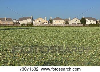 Stock Photo - 'farmer's fields 
with crops by 
encroaching housing 
development. fotosearch 
- search stock 
photos, pictures, 
images, and photo 
clipart