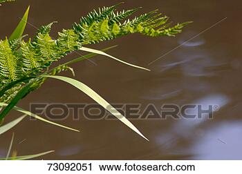 Stock Photography - fern and iris 
leaves against 
water background. 
fotosearch - search 
stock photos, 
pictures, images, 
and photo clipart