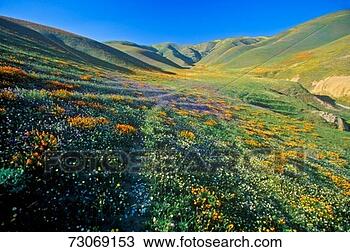 Stock Photo - 'field of california 
poppies in bloom 
with wildflowers, 
 lancaster. fotosearch 
- search stock 
photos, pictures, 
images, and photo 
clipart