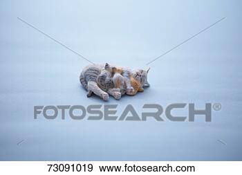 Stock Photograph - figurine of cat 
with kittens. 
fotosearch - search 
stock photos, 
pictures, images, 
and photo clipart