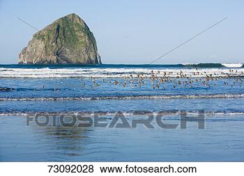 Stock Photo - flock of western 
sandpipers (calidris 
mauri) flying 
over breakers. 
fotosearch - search 
stock photos, 
pictures, images, 
and photo clipart