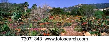 Stock Photo - 'garden at center 
for earth concerns, 
ojai, california'. 
fotosearch - search 
stock photos, 
pictures, images, 
and photo clipart