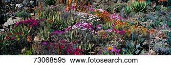 Stock Image - 'gardens in spring, 
ojai center for 
earth concerns, 
ojai, california'. 
fotosearch - search 
stock photos, 
pictures, images, 
and photo clipart