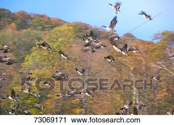Stock Photography - 'geese taking 
flight in autumn, 
ny'. fotosearch 
- search stock 
photos, pictures, 
images, and photo 
clipart
