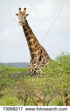 Picture - 'giraffe looking 
into camera in 
umfolozi game 
reserve,  south 
africa. fotosearch 
- search stock 
photos, pictures, 
images, and photo 
clipart