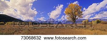 Stock Photo - 'grand tetons 
and cotton tree 
in grand teton 
national park, 
wyoming'. fotosearch 
- search stock 
photos, pictures, 
images, and photo 
clipart