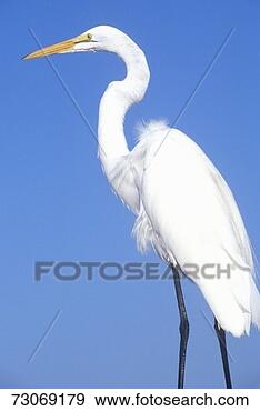 Stock Photograph - 'great egret, 
jn ding darling 
national wildlife 
refuge, sanibel, 
ca'. fotosearch 
- search stock 
photos, pictures, 
images, and photo 
clipart