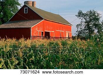 Stock Photo - green corn fields 
and red barn in 
indiana. fotosearch 
- search stock 
photos, pictures, 
images, and photo 
clipart