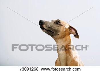 Stock Photo - greyhound dog 
looking up, close 
up. fotosearch 
- search stock 
photos, pictures, 
images, and photo 
clipart