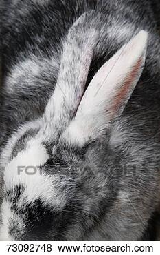 Stock Photo - harlequin rabbit, 
elevated view. 
fotosearch - search 
stock photos, 
pictures, images, 
and photo clipart