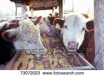 Stock Photo - 'hereford cattle 
feeding, mo'. 
fotosearch - search 
stock photos, 
pictures, images, 
and photo clipart
