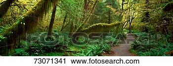 Stock Photography - 'hoh rainforest, 
olympic national 
park, washington'. 
fotosearch - search 
stock photos, 
pictures, images, 
and photo clipart