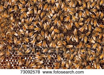 Stock Photo - honey bees (apis 
mellifera), full 
frame, at dusk. 
fotosearch - search 
stock photos, 
pictures, images, 
and photo clipart