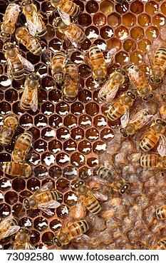 Stock Photography - honey bees (apis 
mellifera), full 
frame, at dusk. 
fotosearch - search 
stock photos, 
pictures, images, 
and photo clipart