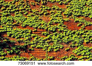 Stock Photography - 'ivy growing on 
brick wall, beacon 
hill, boston, 
ma'. fotosearch 
- search stock 
photos, pictures, 
images, and photo 
clipart