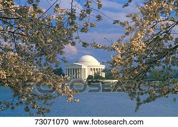 Stock Photography - 'jefferson memorial 
with spring cherry 
blossoms, washington, 
dc'. fotosearch 
- search stock 
photos, pictures, 
images, and photo 
clipart