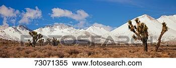 Stock Image - 'joshua trees 
in the sierra 
nevada mountains, 
california'. fotosearch 
- search stock 
photos, pictures, 
images, and photo 
clipart