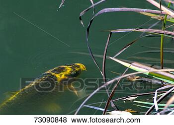 Stock Photo - koi carp in pond, 
elevated view. 
fotosearch - search 
stock photos, 
pictures, images, 
and photo clipart