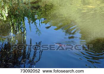 Stock Photo - koi carp swimming 
in pond. fotosearch 
- search stock 
photos, pictures, 
images, and photo 
clipart