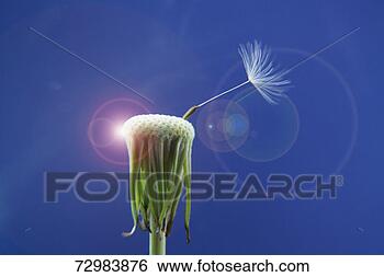 Stock Photo - last seed attached 
to dandelion bud. 
fotosearch - search 
stock photos, 
pictures, images, 
and photo clipart