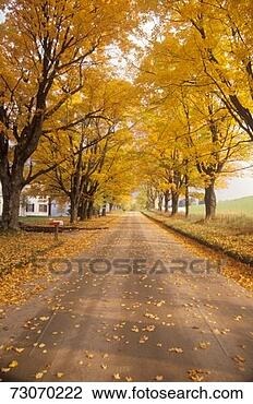 Stock Photo - 'leaves are turning 
yellow alongside 
a rural road in 
peacham, vermont'. 
fotosearch - search 
stock photos, 
pictures, images, 
and photo clipart
