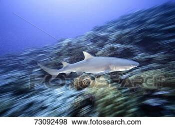 Stock Photo - lemon shark (negaprion 
acutidens), (blurred 
motion). fotosearch 
- search stock 
photos, pictures, 
images, and photo 
clipart