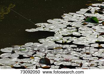 Stock Photography - lilypads floating 
on pond, close-up. 
fotosearch - search 
stock photos, 
pictures, images, 
and photo clipart