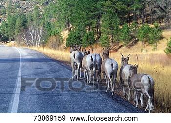 Stock Photograph - 'line of mountain 
goats on roadside, 
outside of mount 
rushmore, sd'. 
fotosearch - search 
stock photos, 
pictures, images, 
and photo clipart