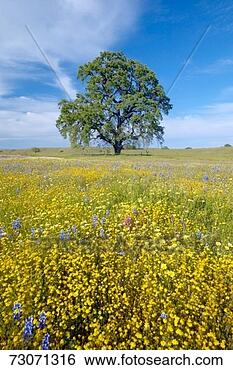 Stock Photo - 'lone tree and 
colorful bouquet 
of spring flowers 
blossoming off. 
fotosearch - search 
stock photos, 
pictures, images, 
and photo clipart