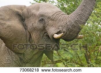 Stock Photo - 'male elephant 
with ivory tusks 
eating brush in 
umfolozi game. 
fotosearch - search 
stock photos, 
pictures, images, 
and photo clipart