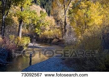 Picture - mature man fly 
fishing in a stream. 
fotosearch - search 
stock photos, 
pictures, images, 
and photo clipart