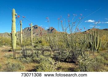 Stock Photo - 'ocotillo surrounding 
an organ pipe 
cactus in organ 
pipe cactus. fotosearch 
- search stock 
photos, pictures, 
images, and photo 
clipart