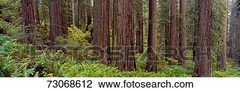 Stock Photo - 'old-growth redwoods 
at jedediah smith 
redwood state 
park, california'. 
fotosearch - search 
stock photos, 
pictures, images, 
and photo clipart