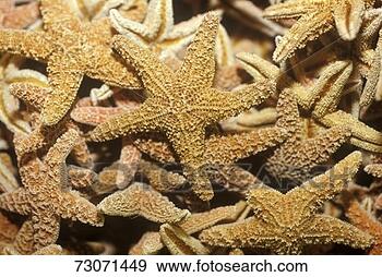 Stock Photograph - 'pile of starfish, 
ft myers, florida'. 
fotosearch - search 
stock photos, 
pictures, images, 
and photo clipart