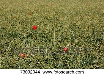 Stock Photo - poppies in a meadow 
of long grass. 
fotosearch - search 
stock photos, 
pictures, images, 
and photo clipart