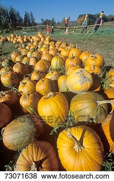 Stock Photo - pumpkins and scarecrows 
in vt. fotosearch 
- search stock 
photos, pictures, 
images, and photo 
clipart