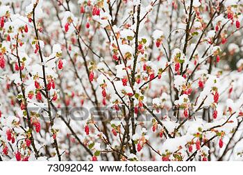 Stock Photo - red flowering 
currant (ribes 
sanguineum) in 
snow, close-up. 
fotosearch - search 
stock photos, 
pictures, images, 
and photo clipart