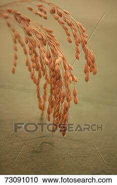 Stock Photography - rice plant. fotosearch 
- search stock 
photos, pictures, 
images, and photo 
clipart