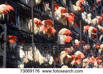 Stock Photo - 'roosters being 
transported in 
truck, tijuana, 
nm'. fotosearch 
- search stock 
photos, pictures, 
images, and photo 
clipart