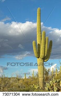 Stock Photo - 'saguaro cactus 
and white puffy 
clouds in springtime, 
 saguaro. fotosearch 
- search stock 
photos, pictures, 
images, and photo 
clipart