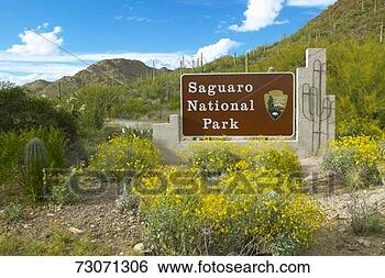 Stock Photo - 'saguaro national 
park west,  tucson, 
 az welcome sign 
features giant. 
fotosearch - search 
stock photos, 
pictures, images, 
and photo clipart