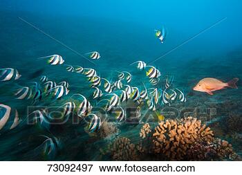 Picture - school of bannerfish 
(heniochus acuminatus). 
fotosearch - search 
stock photos, 
pictures, images, 
and photo clipart