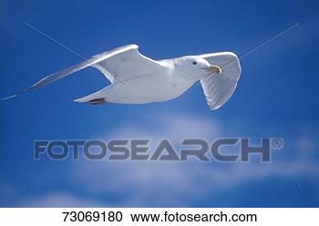 Stock Photography - 'seagull flying 
over martha's 
vineyard, ma'. 
fotosearch - search 
stock photos, 
pictures, images, 
and photo clipart