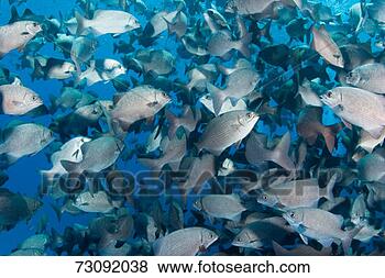 Stock Photo - shoal of highfin 
rudderfish (kyphosus 
cinerascens ), 
full frame. fotosearch 
- search stock 
photos, pictures, 
images, and photo 
clipart