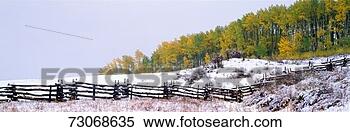 Stock Image - 'snowy fence and 
aspens near ridgeway, 
colorado'. fotosearch 
- search stock 
photos, pictures, 
images, and photo 
clipart