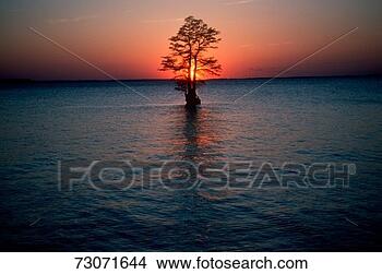Stock Photo - 'solitary tree 
in the james river 
at sunset, jamestown, 
virginia'. fotosearch 
- search stock 
photos, pictures, 
images, and photo 
clipart