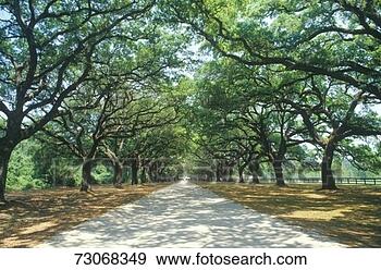 Stock Photograph - 'spanish moss 
covered oak trees 
lining a plantation 
road, sc'. fotosearch 
- search stock 
photos, pictures, 
images, and photo 
clipart