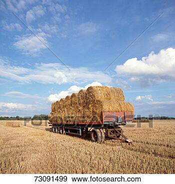Stock Photograph - straw bales on 
trailer in field. 
fotosearch - search 
stock photos, 
pictures, images, 
and photo clipart