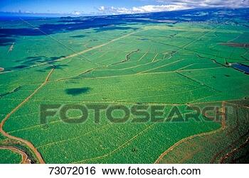 Stock Photo - 'sugar fields, 
maui, hawaii'. 
fotosearch - search 
stock photos, 
pictures, images, 
and photo clipart